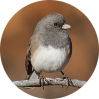 Oregon Junco, bird photo, Wild Birds Unlimited, WBU