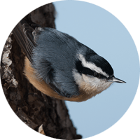 Red-breasted Nuthatch