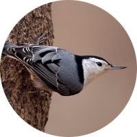White-breasted Nuthatch, bird photo, Wild Birds Unlimited, WBU
