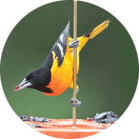 Baltimore Oriole, bird photo, Wild Birds Unlimited, WBU