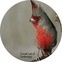 Pyrrhuloxia, bird photo, Wild Birds Unlimited, WBU