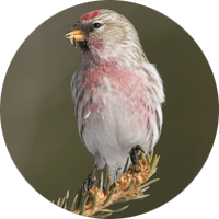 Common Redpoll, bird photo, Wild Birds Unlimited, WBU