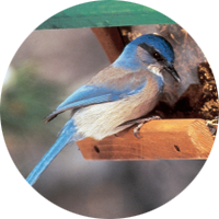 Western Scrub Jay, bird photo, Wild Birds Unlimited, WBU