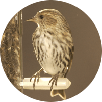 Pine Siskin, bird photo, Wild Birds Unlimited, WBU