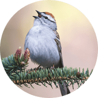 Chipping Sparrow, bird photo, Wild Birds Unlimited, WBU