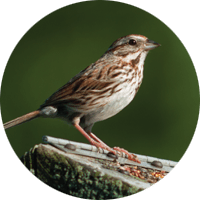 Song Sparrow, bird photo, Wild Birds Unlimited, WBU