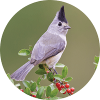 Black-crested Titmouse, bird photo, Wild Birds Unlimited, WBU