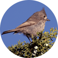 Juniper Titmouse, bird photo, Wild Birds Unlimited, WBU