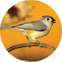 Tufted Titmouse, bird photo, Wild Birds Unlimited, WBU