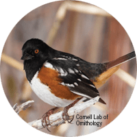 Spotted Towhee, bird photo, Wild Birds Unlimited, WBU