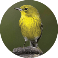 Pine Warbler, bird photo, Wild Birds Unlimited, WBU