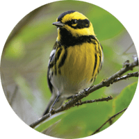 Townsend's Warbler, bird photo, Wild Birds Unlimited, WBU