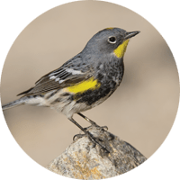 Yellow-rumped Warbler, bird photo, Wild Birds Unlimited, WBU