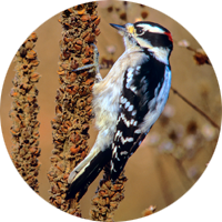 Downy Woodpecker, bird photo, Wild Birds Unlimited, WBU