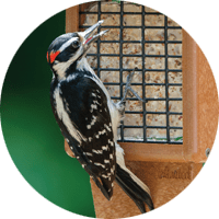 Hairy Woodpecker, bird photo, Wild Birds Unlimited, WBU