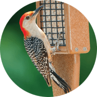Reb-bellied Woodpecker, bird photo, Wild Birds Unlimited, WBU