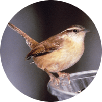 Carolina Wren, bird photo, Wild Birds Unlimited, WBU