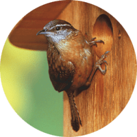 House Wren, bird photo, Wild Birds Unlimited, WBU