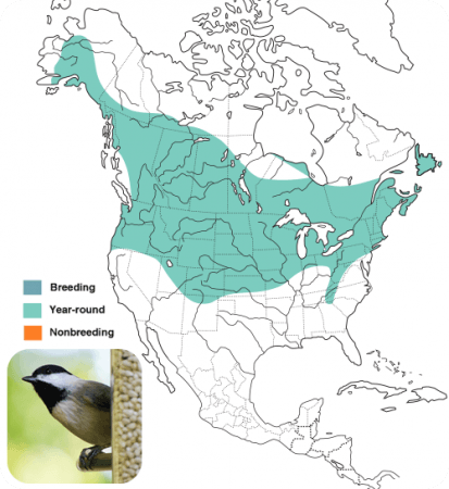 Black-capped Chickadee Range Map, Wild Birds Unlimited, WBU