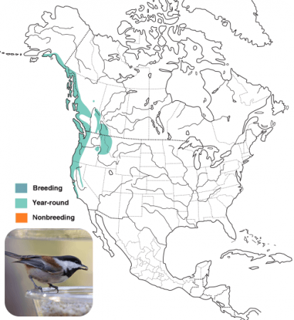 Chestnut-backed Chickadee Range Map, Wild Birds Unlimited, WBU