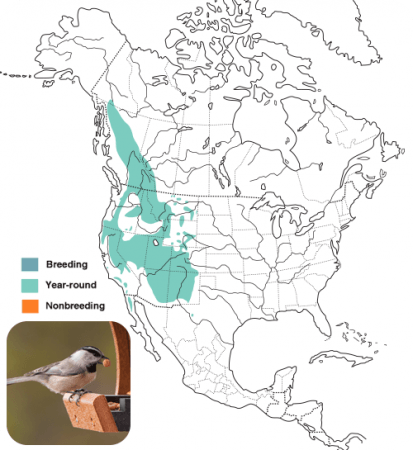 Mountain Chickadee Range Map, Wild Birds Unlimited, WBU