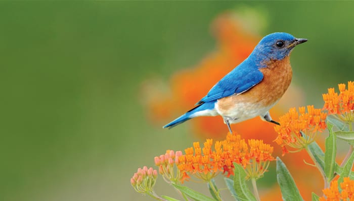 Eastern Bluebird