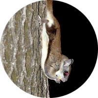 Flying Squirrel, animal photo, Wild Birds Unlimited, WBU