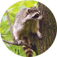 Raccoon, animal photo, Wild Birds Unlimited, WBU
