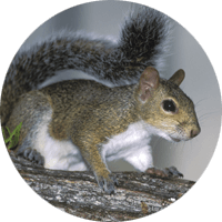 Squirrel, animal photo, Wild Birds Unlimited, WBU