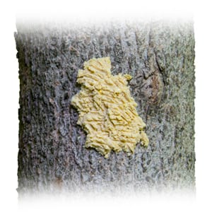 Bark Butter on a Tree Trunk, Wild Birds Unlimited, WBU