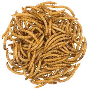 Mealworms, Bird Food, Wild Birds Unlimited, WBU