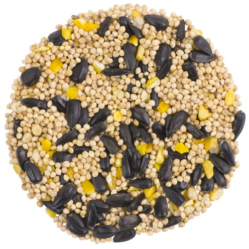 Juncos Wild Birds Unlimited Wild Birds Unlimited