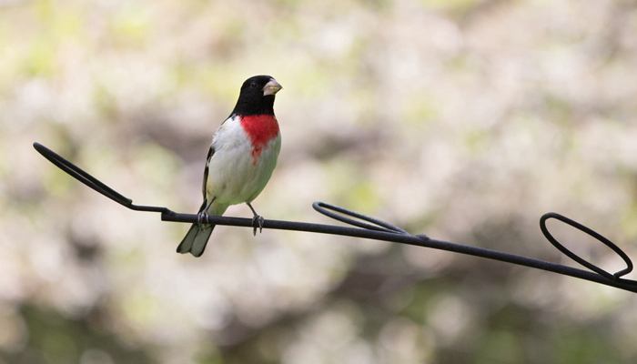 Advanced Pole System, APS Decorative Branch Perch, Wild Birds Unlimited, WBU