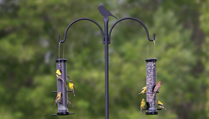 bird feeding supplies near me