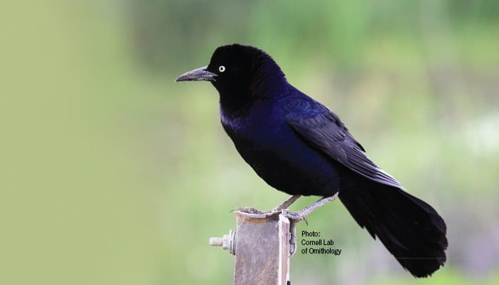 Boat-tailed-Grackle, Blackbird, Bird Photo, Wild Birds Unlimited, WBU