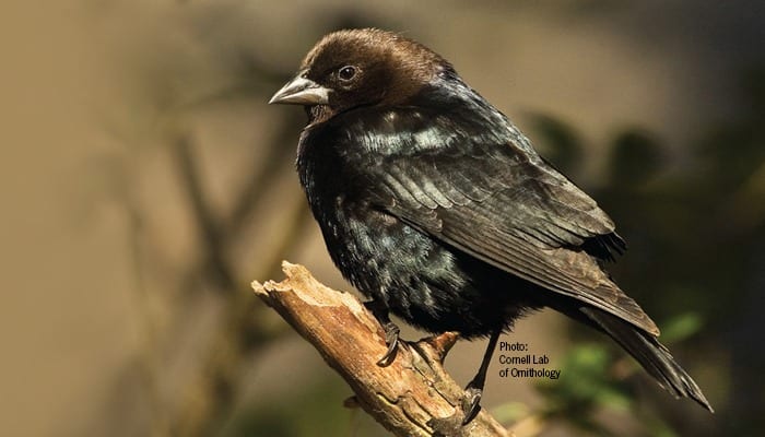 Brown-headed-Cowbird, Blackbird, Bird Photo, Wild Birds Unlimited, WBU