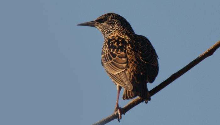 European-Starling, Blackbird, Bird Photo, Wild Birds Unlimited, WBU