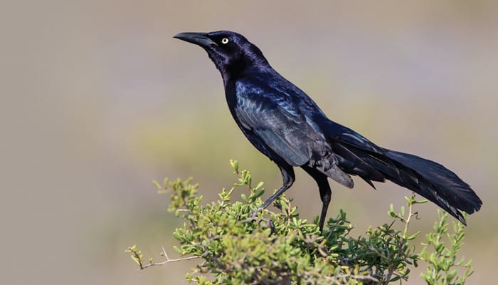 Great-tailed-Grackle, Blackbird, Bird Photo, Wild Birds Unlimited, WBU