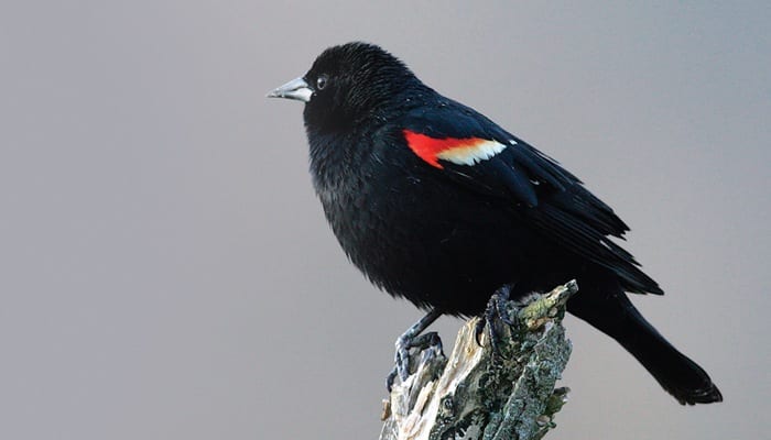 Red-winged Blackbird, Bird Photo, Wild Birds Unlimited, WBU