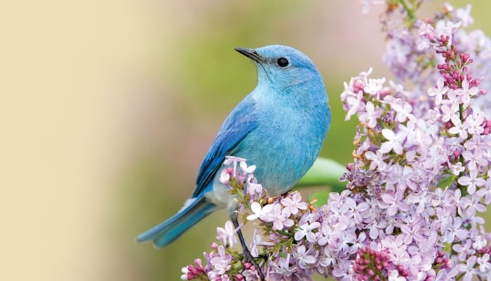 Mountain Bluebird, Bird Photo, Wild Birds Unlimited, WBU