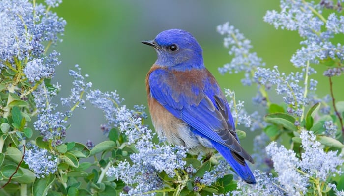 all about bluebirds