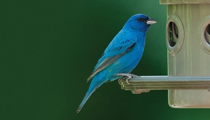 Indigo Bunting, Bird Photo, Wild Birds Unlimited, WBU