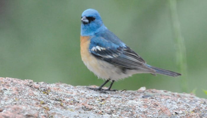 Lazuli Bunting, Bird Photo, Wild Birds Unlimited, WBU