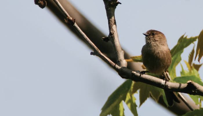 Bushtit, Bird Photo, Wild Birds Unlimited, WBU