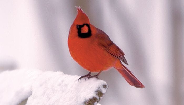 birds similar to cardinals