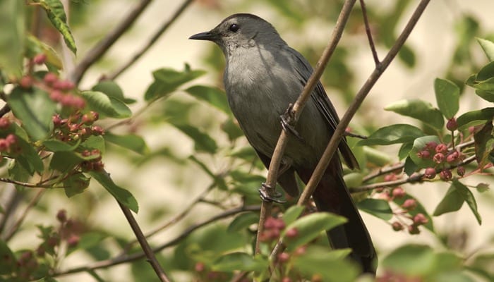 Catbird, Bird Photo, Wild Birds Unlimited, WBU