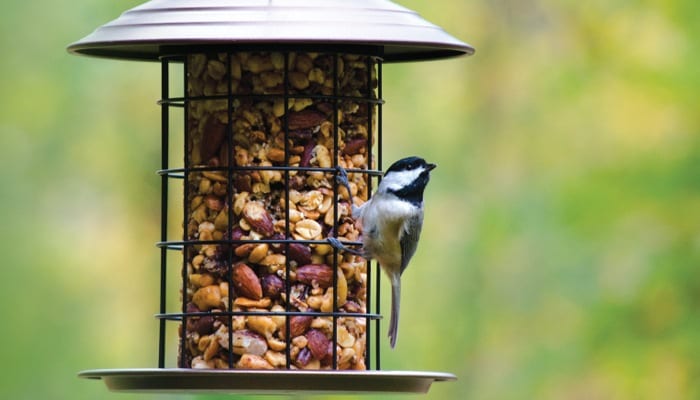 Carolina Chickadee, Bird Photo, Wild Birds Unlimited, WBU