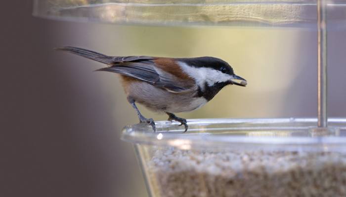 all about chickadees