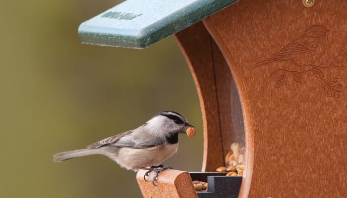 Mountain Chickadee, Bird Photo, Wild Birds Unlimited, WBU