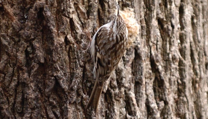 Brown Creeper, Bird Photo, Wild Birds Unlimited, WBU